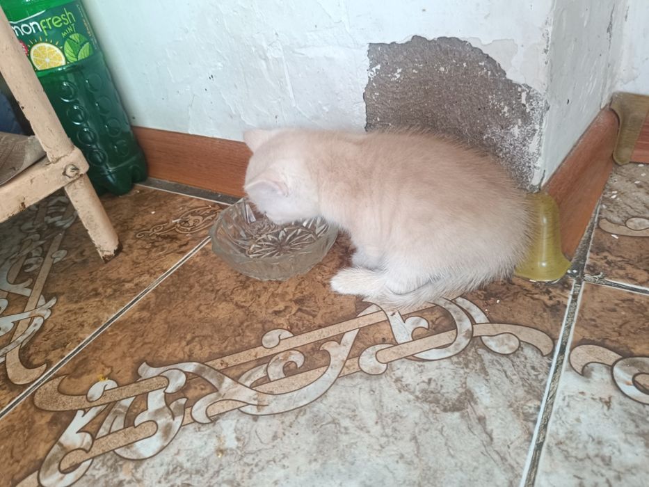 Отдам котят в хорошие руки