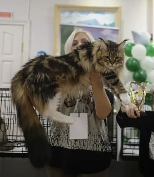 Крупные котята мейн-кун из питомника