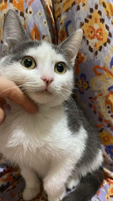 Отдам котят в добрые ручки