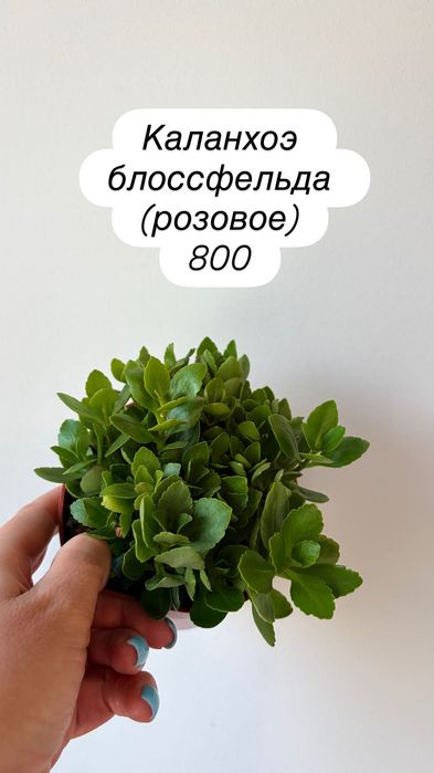 Кактусы, суккуленты