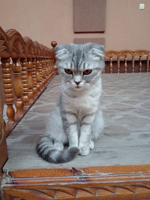 Котята (парода скотш фолд)