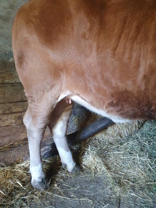 Vând juninca de 16 luni,montatade 3 luni cu Angus