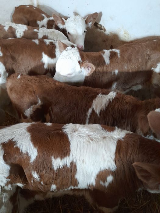 Taurasi si vitele baltati