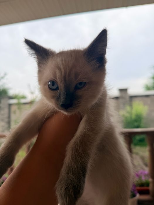 Котята 3-х месячные мальчики