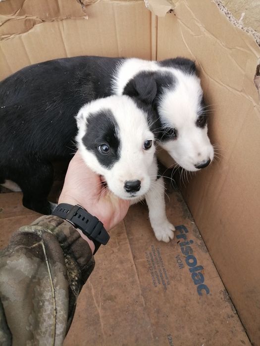 Бордър коли мъжко и женско