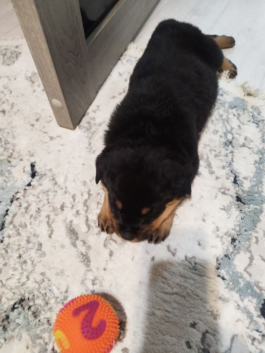 Продам щенка ротвейлера