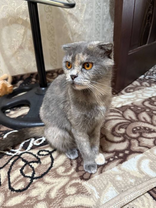 Шотландский вислоухий девушка Белла