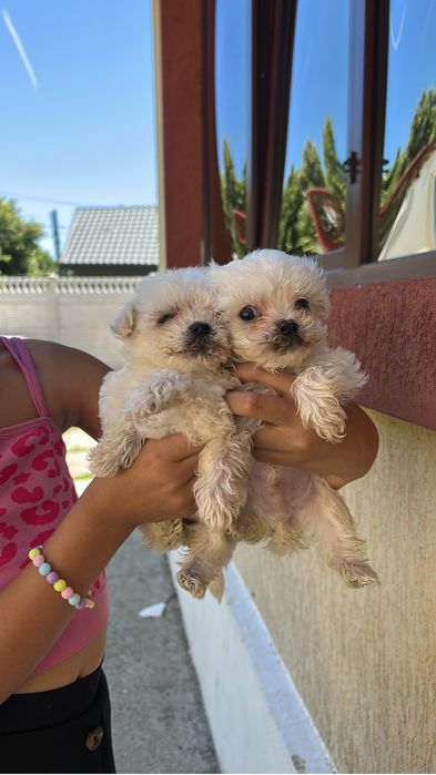 Bichon maltez rasa pura toi