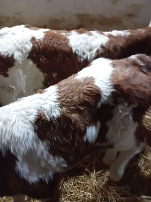 Taurasi și vitele baltati și angus