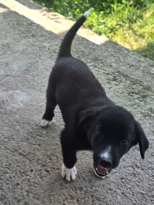 Adopție animalele