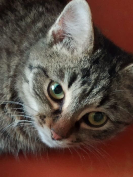 Отдам в добрые руки