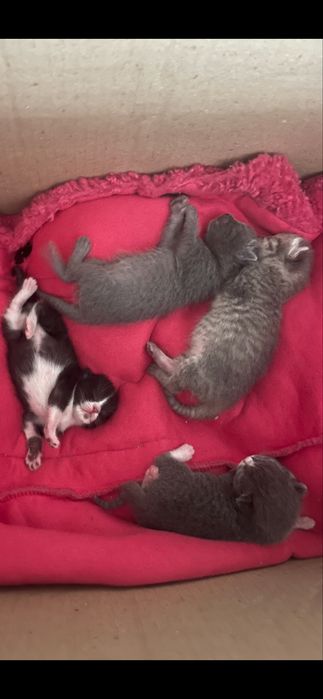 отдам котят в добрые руки!