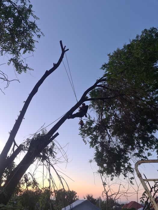 Спил деревьев  агаш кесемиз