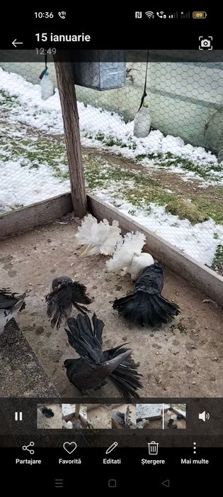 Vând sau schimb porumbei voltati