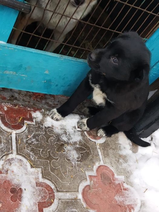 Щенки в хорошие руки