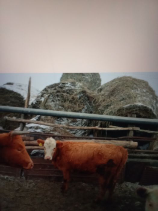 9 бас ұрғашы баспақ сатам 270мыңнан