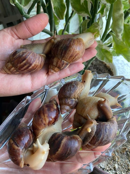 Соглом актив улиткалар бор сотувда