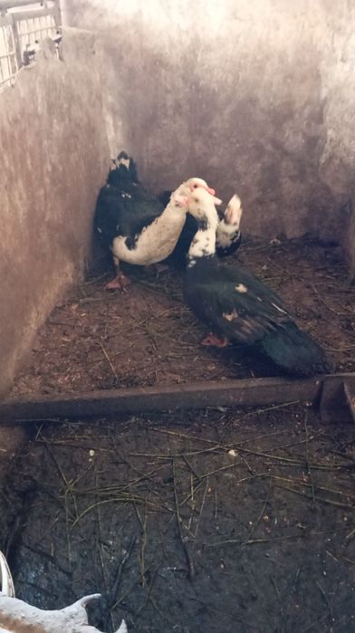 Vând rațe mute  foarte grase