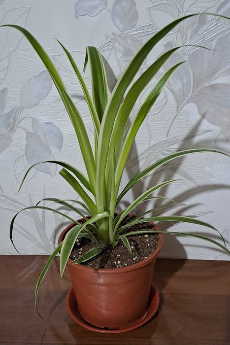 Райхон базелик хлорофитум