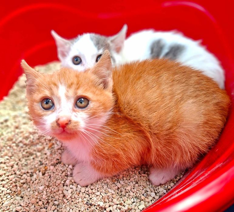 Adoptie pui de pisica roscat Sofronel