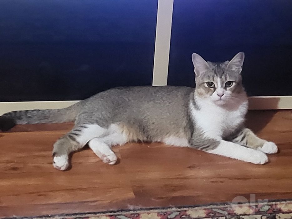 Кошка котёнок в ДОБРЫЕ РУКИ