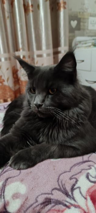 Продаётся котёнок мейн-кун
