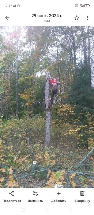 Дарахт кесиш хизмати спилим дерево обрезка