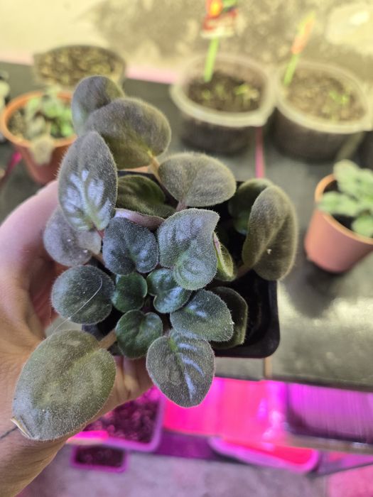 Продаю фиалки укорененные