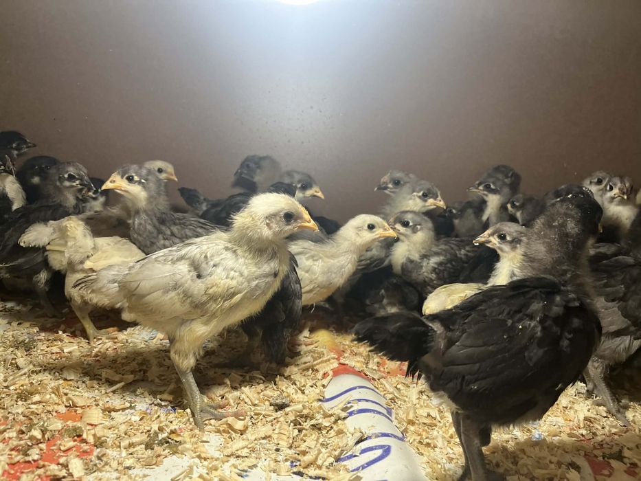 Pui Auatralorp 28/29 zile ,4 culori