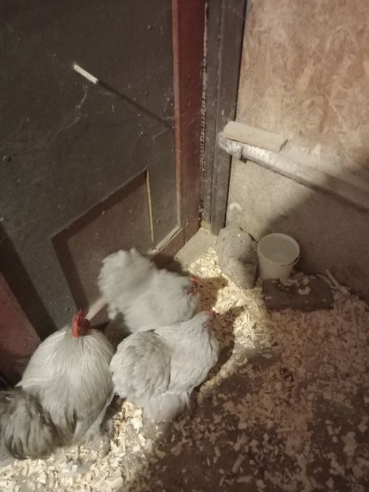 Cochinchina. Pitic Izabel