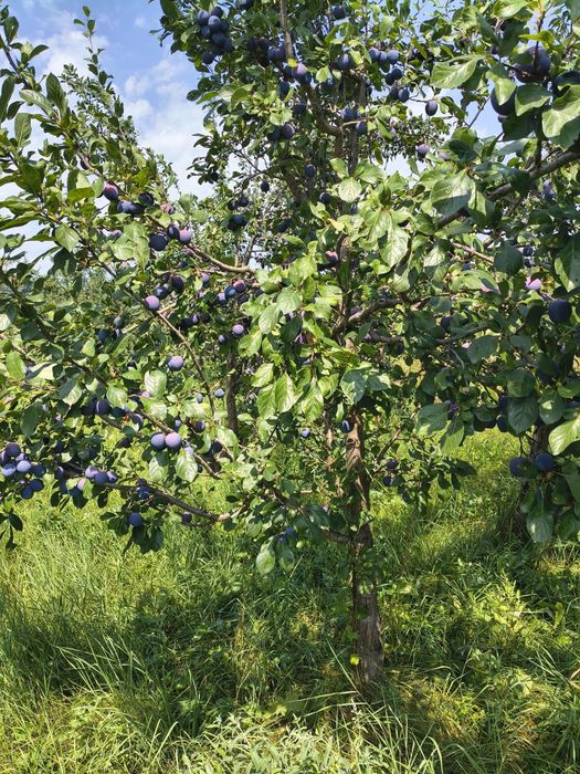 Prune coapte pentru Tuica