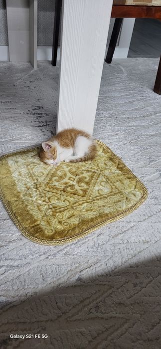 Котенок в хорошие руки