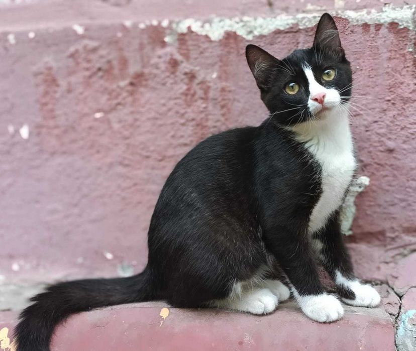 Пропал кот по кличке Мурзик