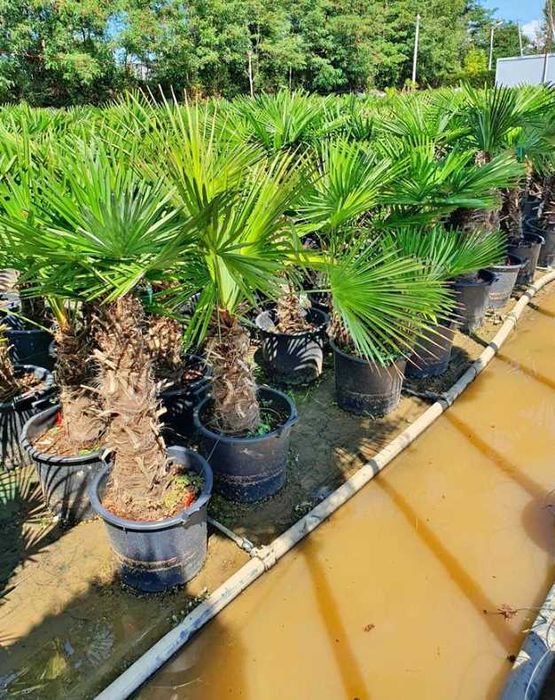 Palmier trachycharpus