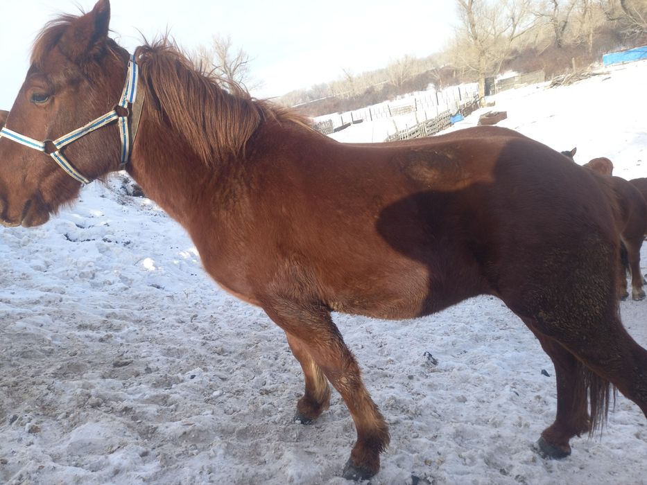 Продам жеребчика