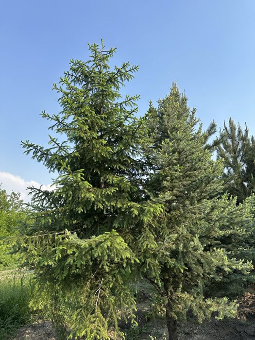 Birinchi qol, belgiyskiy archalar! Голубая ель, пихты
