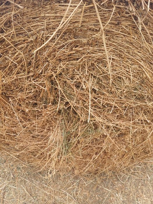 Baloti de lucerna 120/120