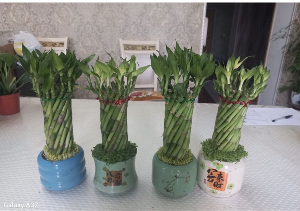 Комнатные цветы . Бөлме гүлдері