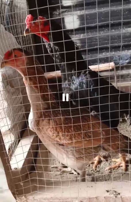 Dakan xoʻroz va tovuq sotiladi