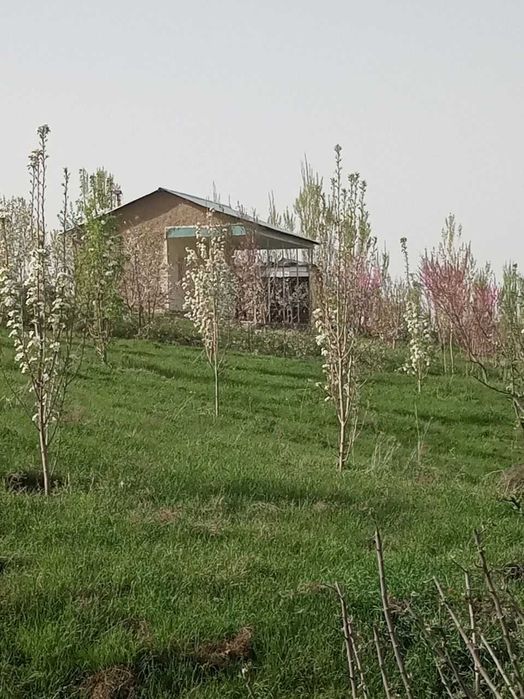 DACHA BOG`Уй жой боғ 70 сотх 400  туп вояга етган мевали дарахтлари