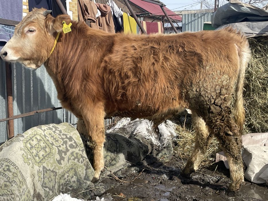 Продам быка 1,5годовалого