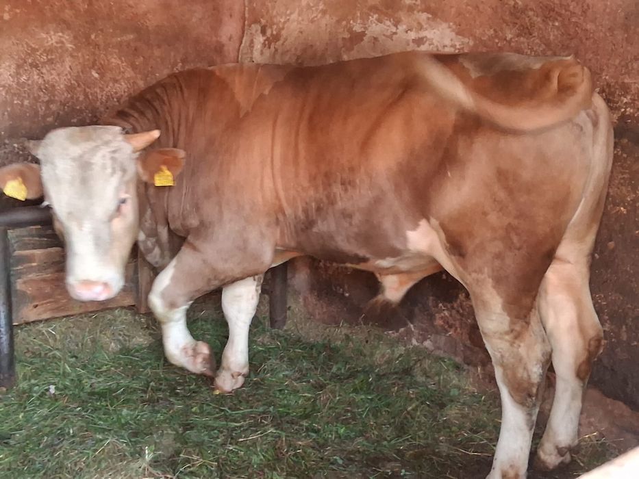Vitel de vanzare Urgent