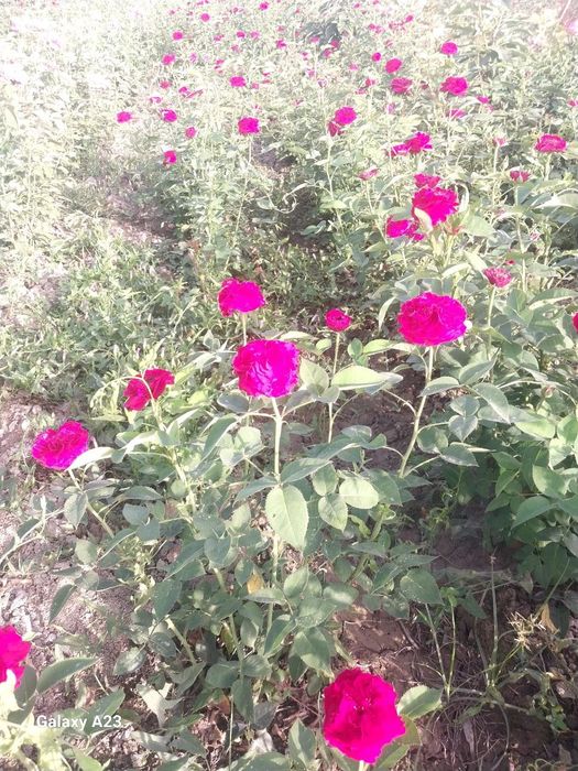 Атиргул кучатлари 90 минг дона бор