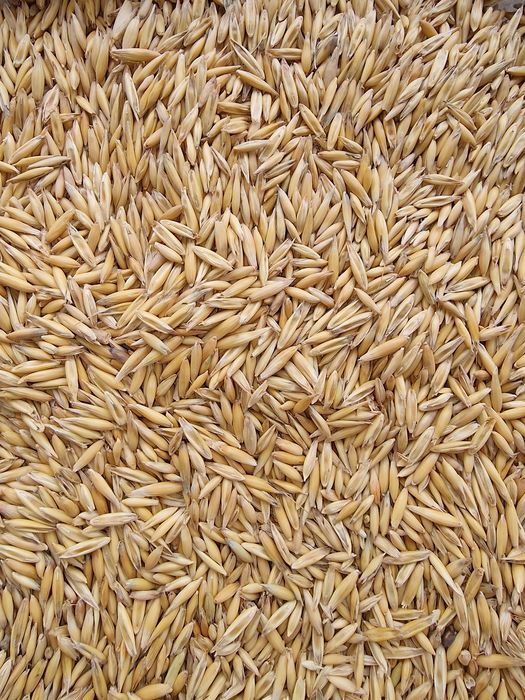 Sămânță de lucernă certificată