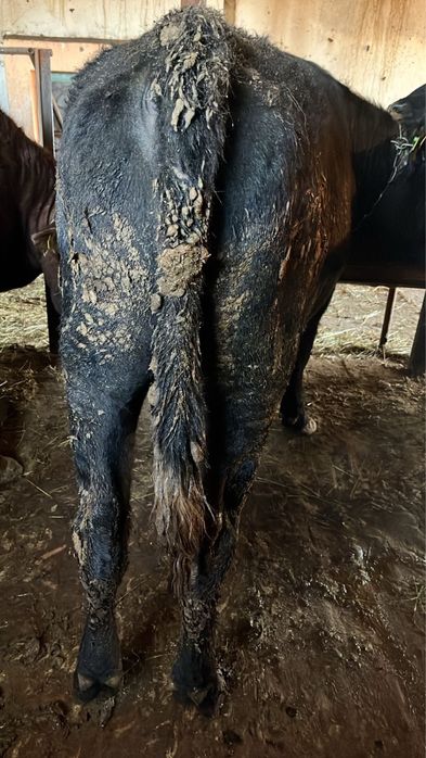 Продаю бычков с откорма