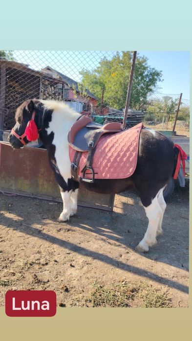 Vând ponei foarte cuminți! Și trăsură de ponei