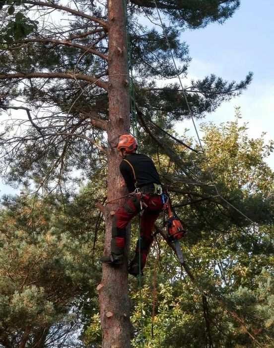 Спилить распилить деревья , пилим деревья .