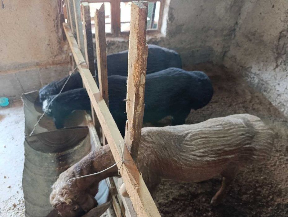 qo'y, кучкор sotiladi qo'chqor