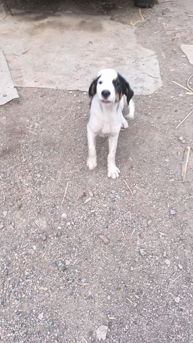 Девочка в добрые руки