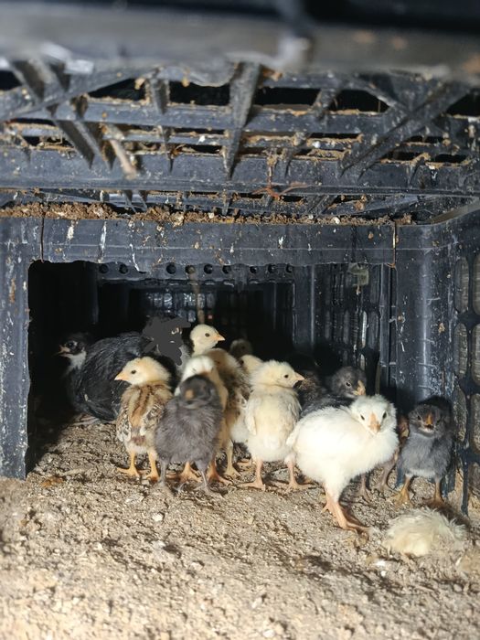 Жужалар сотувда.  .